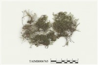 藏品(小葉羽蘚)的圖片